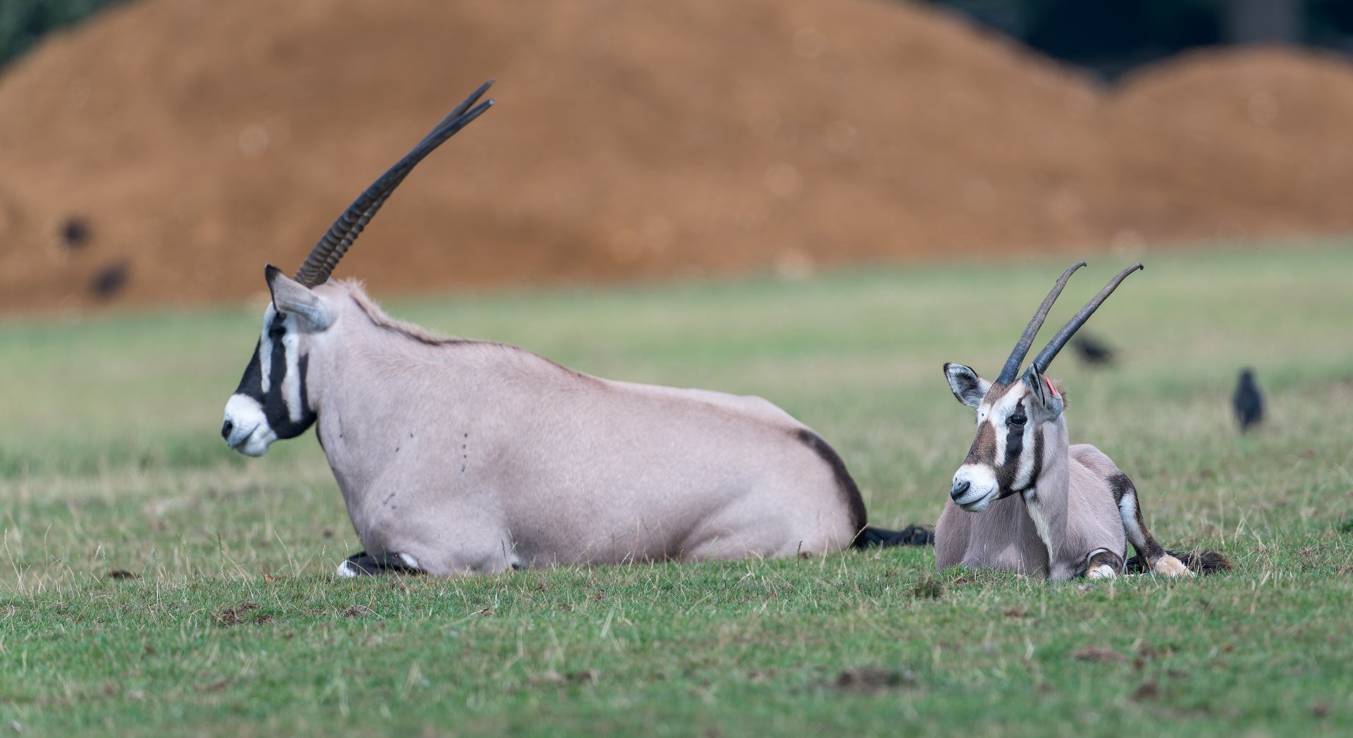 Gemsbok and calf, ZSL Whipsnade, UK