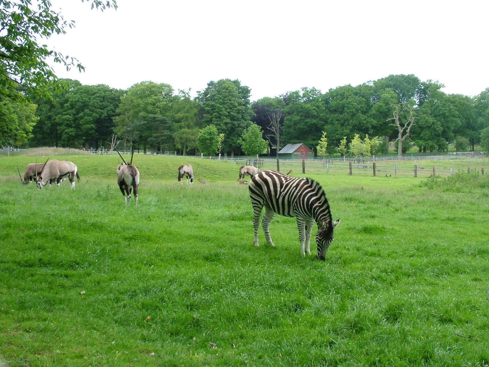 Gemsbok and Chapman's Zebra at Whipsnade 20/06/09