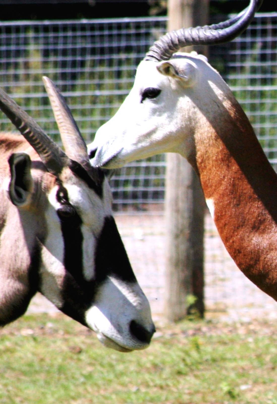 Gemsbok and Dama gazelle; Marwell; 18th July 2010