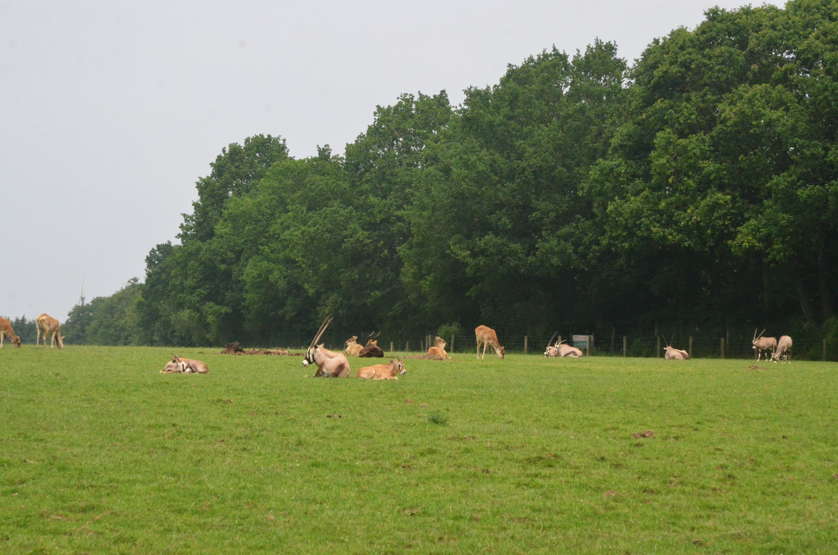 Gemsbok and Nile Lechwe from the Road Train at CERZA, 10/06/18