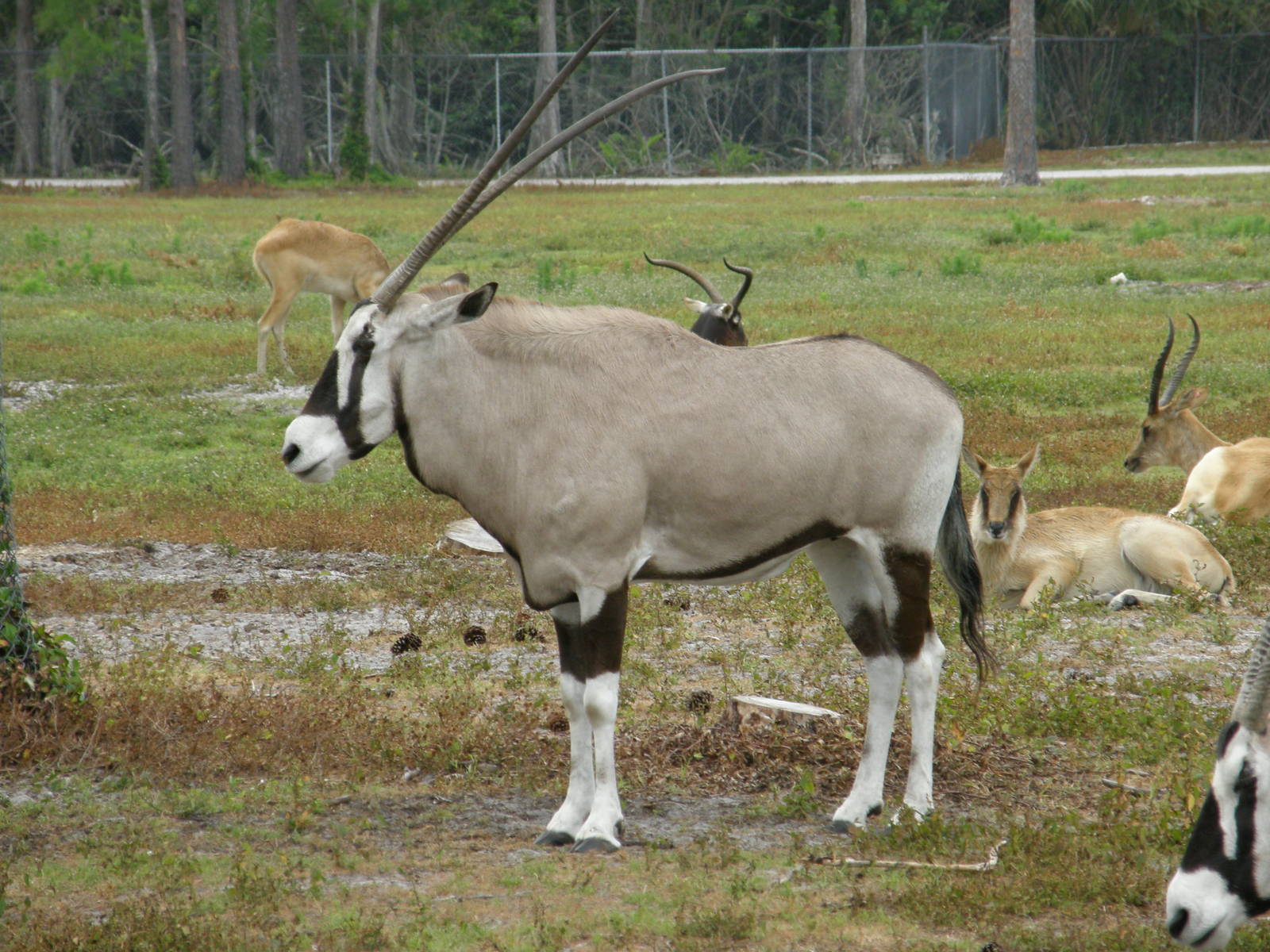 gemsbok and nile lechwe