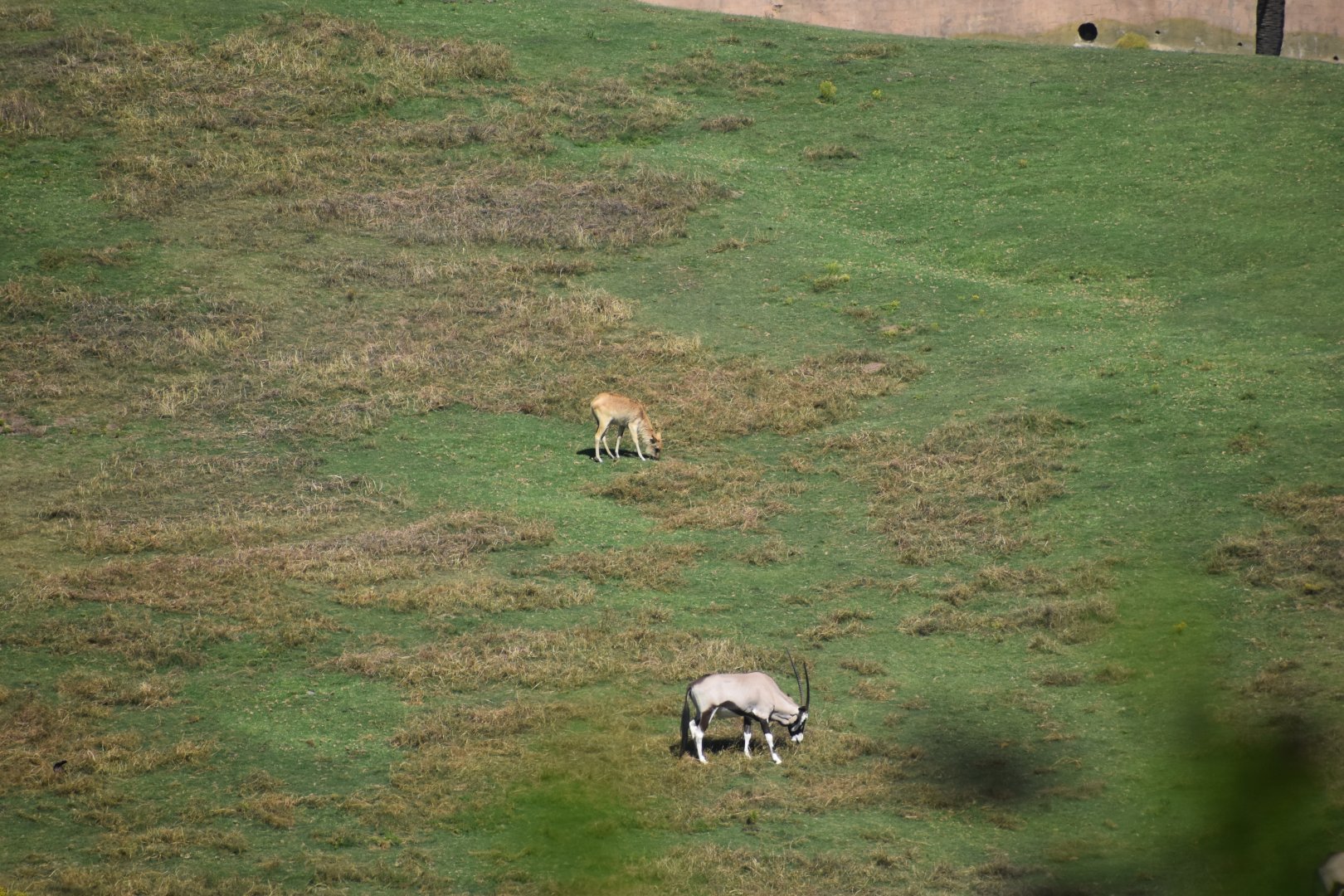 Gemsbok and Nile Lechwe