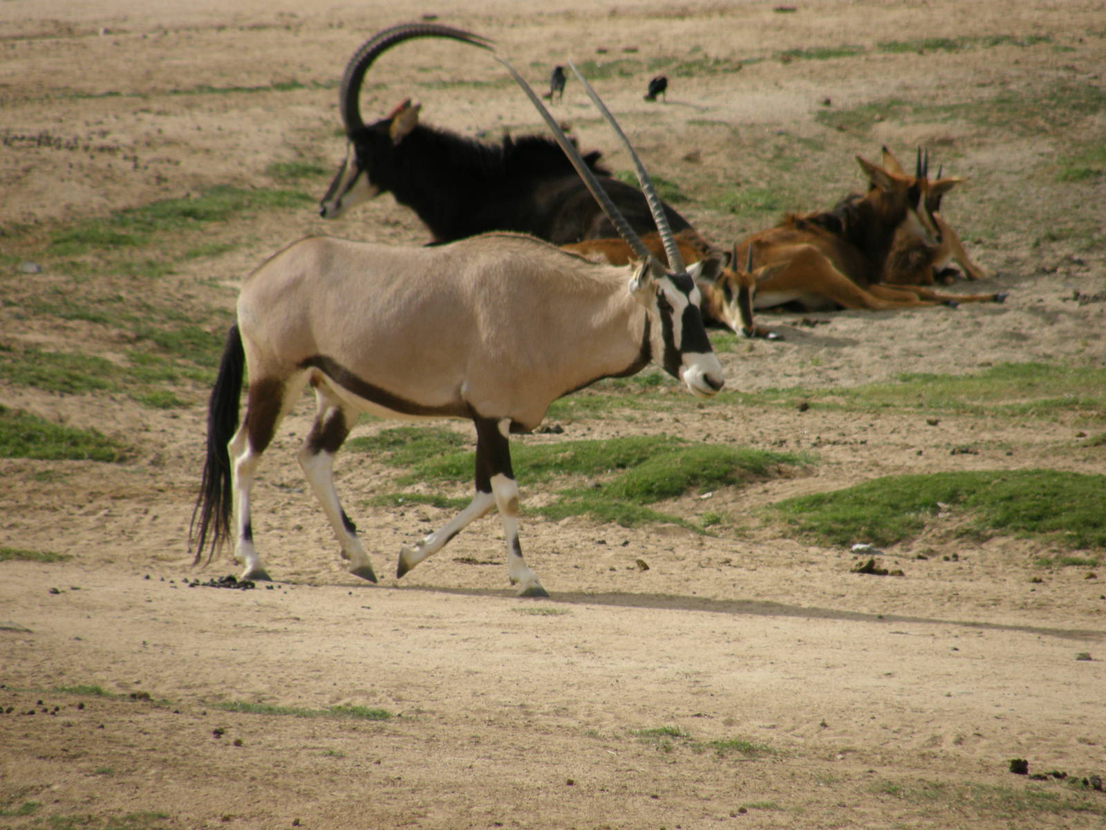 gemsbok and sable