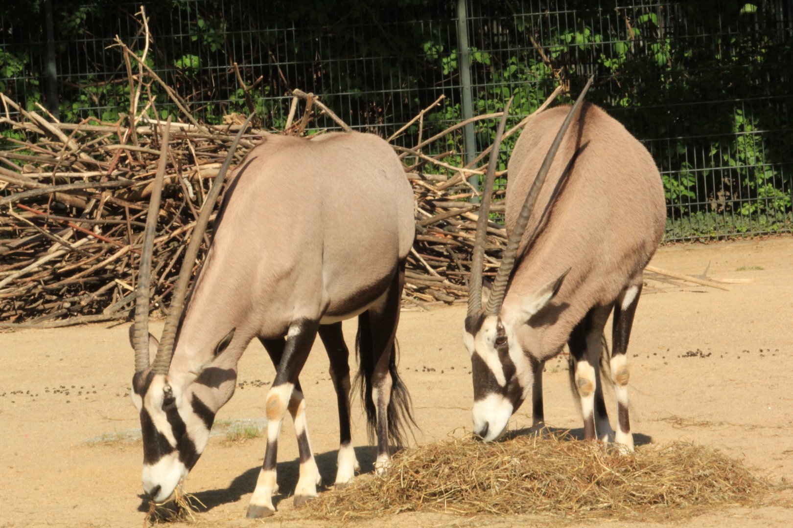 Gemsbok (April 2018)
