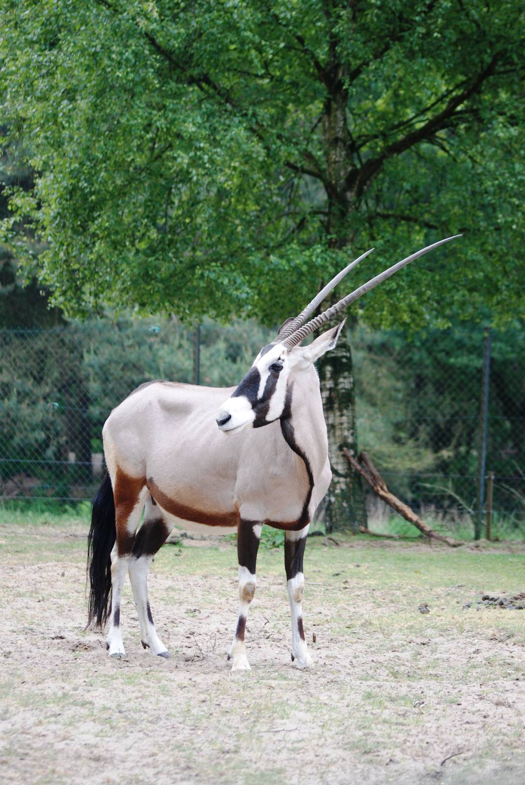 Gemsbok at Beekse Bergen, 31/05/12