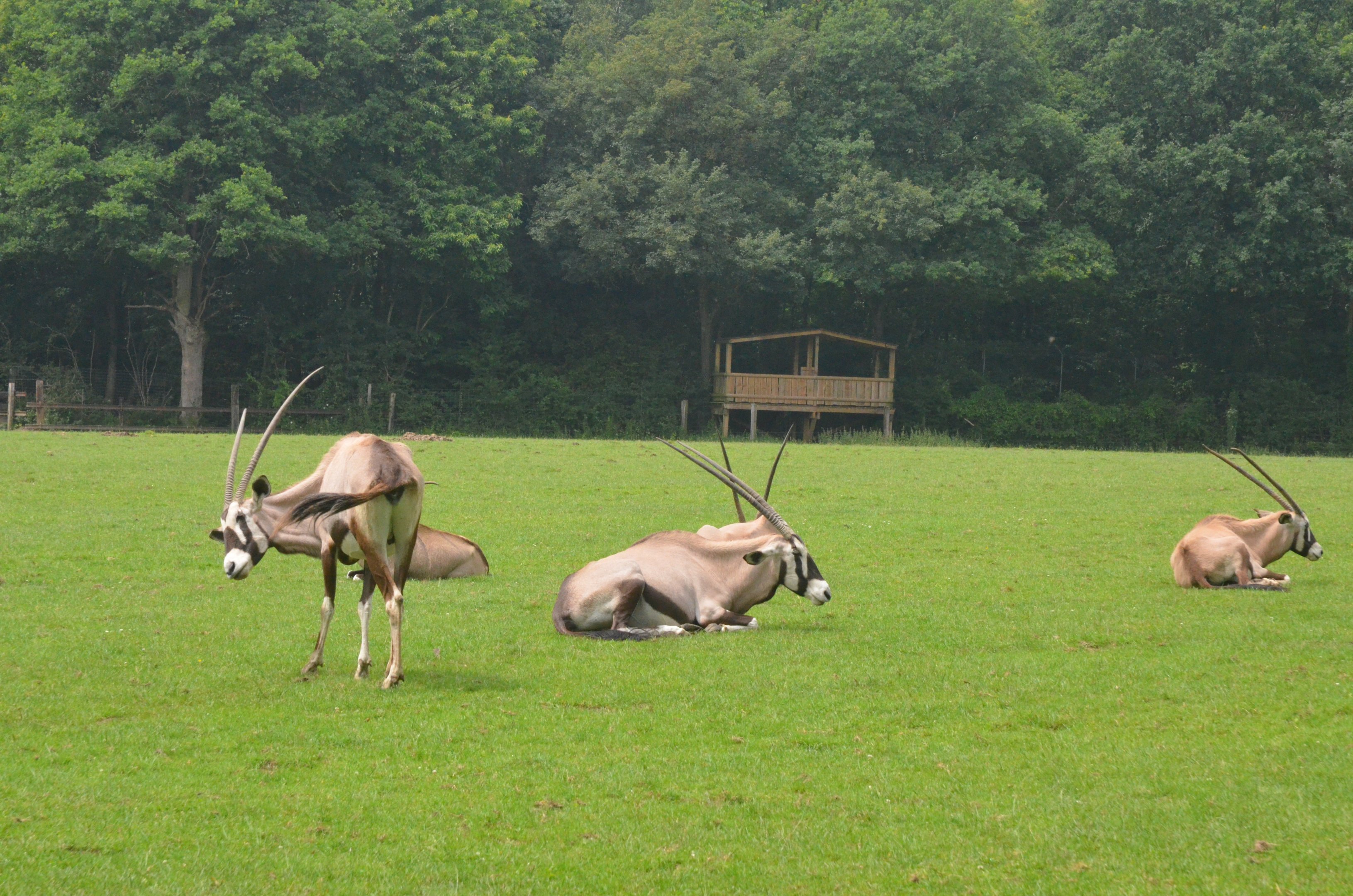 Gemsbok at CERZA, 10/06/18