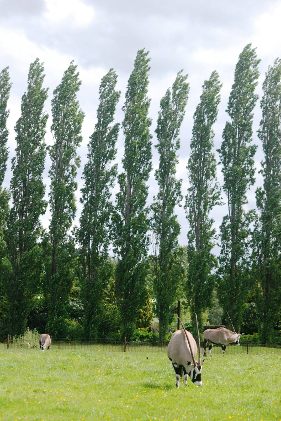 Gemsbok at Chester, 15/07/12