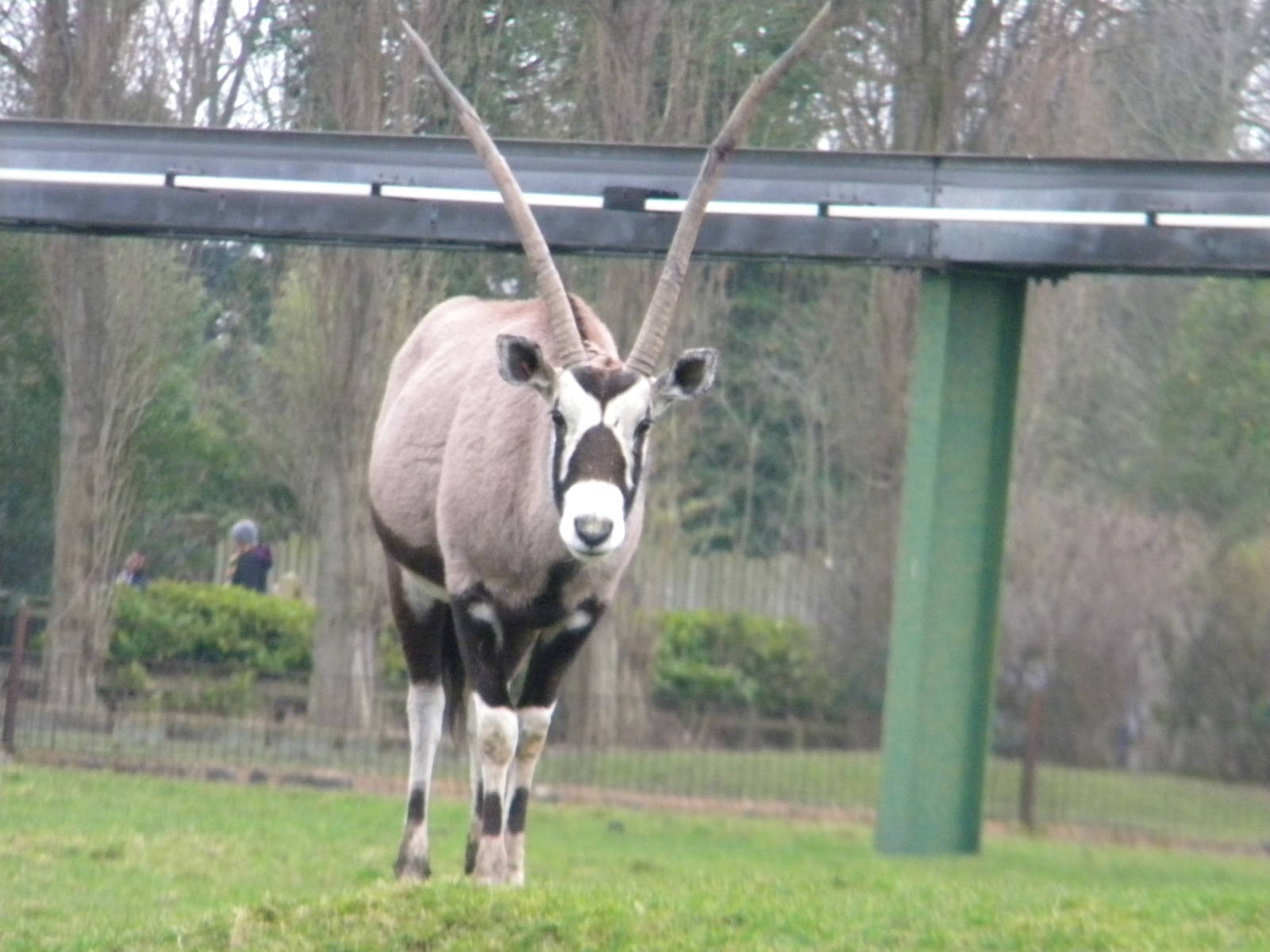 Gemsbok at Chester zoo 19th february 2011