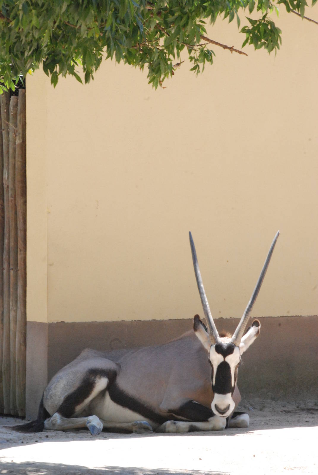 Gemsbok at Lisbon Zoo, 24/05/11