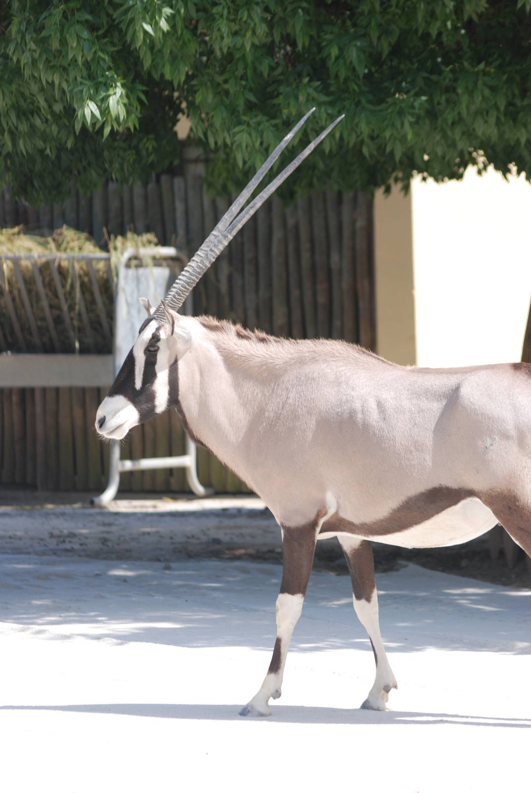 Gemsbok at Lisbon Zoo, 24/05/11