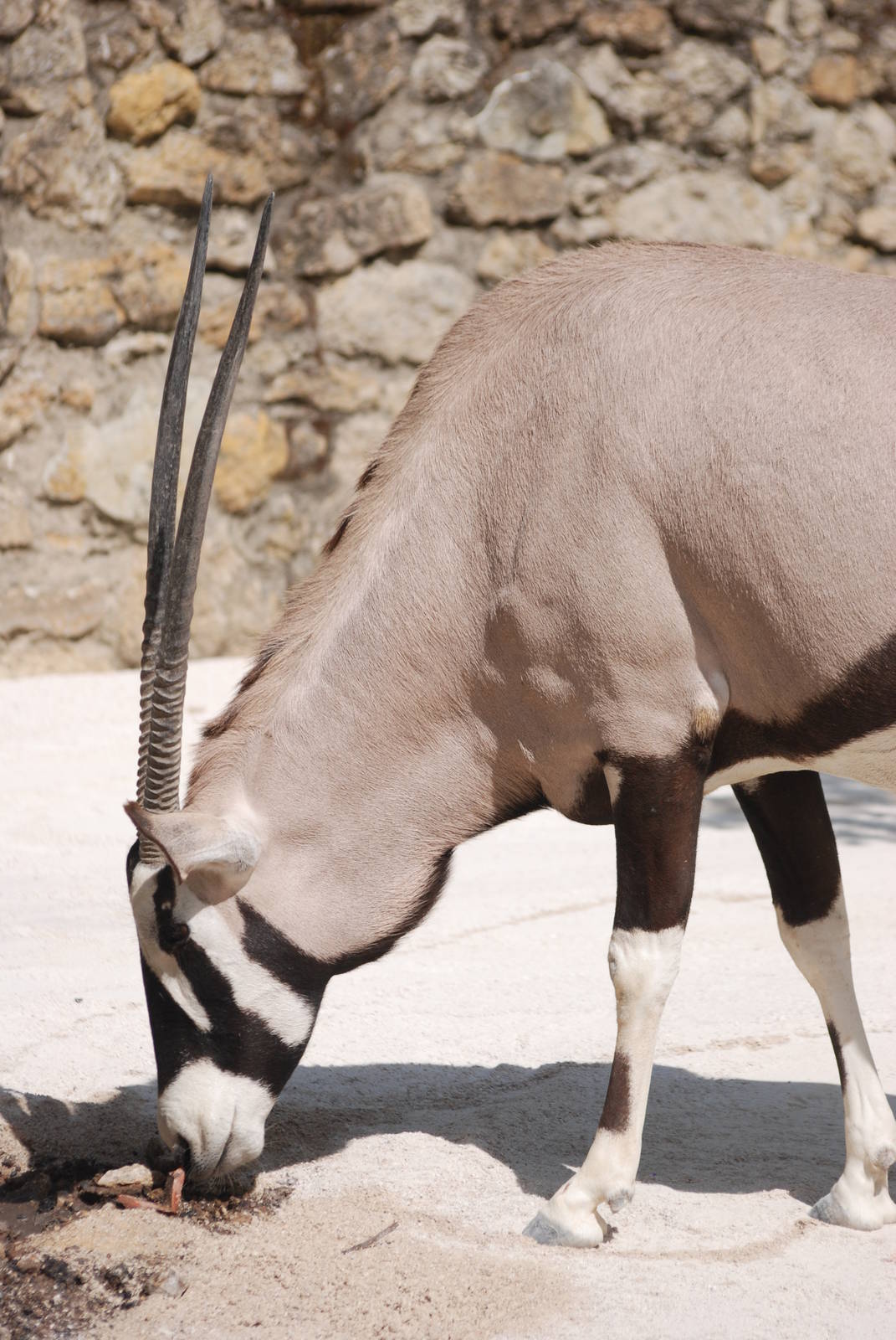 Gemsbok at Lisbon Zoo, 24/05/11