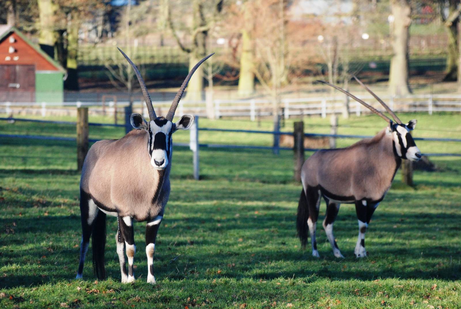 Gemsbok at Whipsnade, 07/12/12