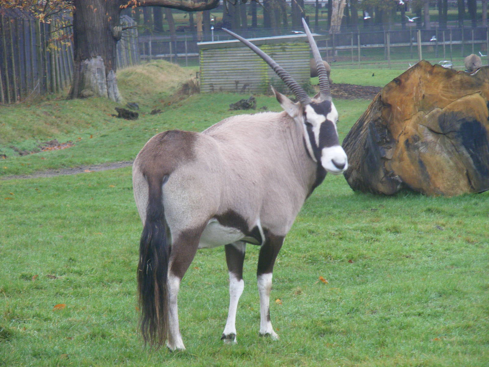 Gemsbok at Woburn Safari Park, 14 November 2010
