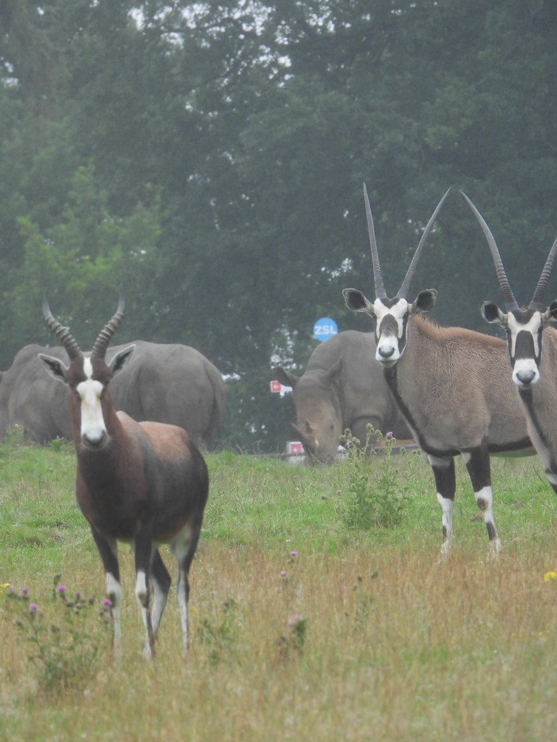 Gemsbok, Blesbok and Southern White Rhino- 24th July 2023
