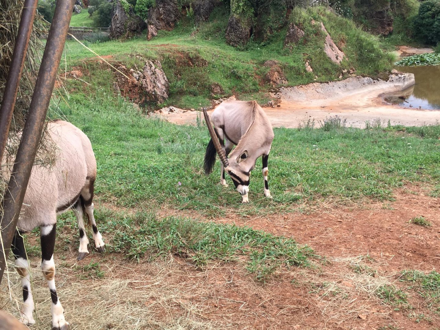Gemsbok-Cabarceno 2019