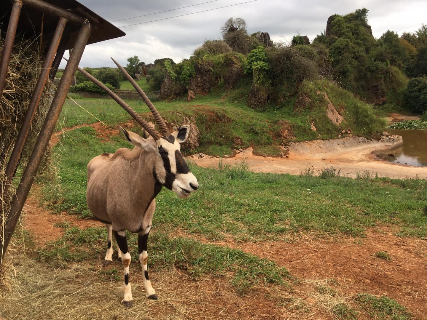 Gemsbok-Cabarceno 2019