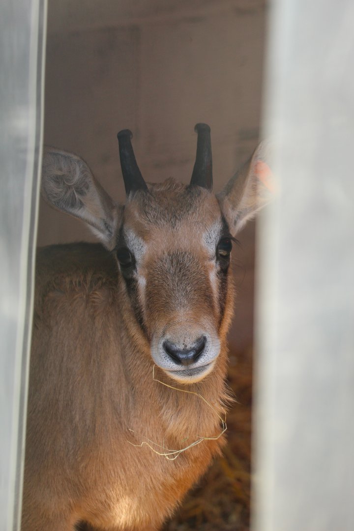 Gemsbok Calf- 20th March 2025