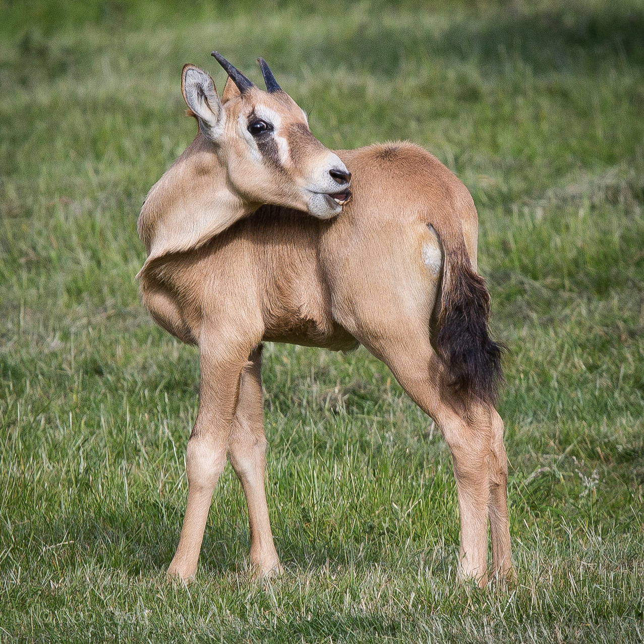 Gemsbok calf : Whipsnade : 04 Jul 2014