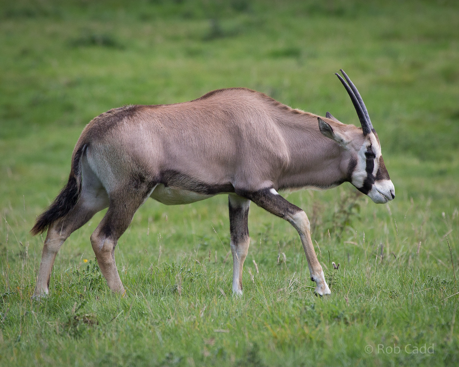 Gemsbok (calf) : Whipsnade : 07 Sep 2014
