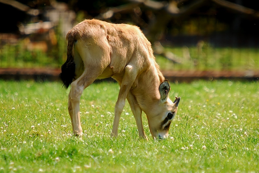 Gemsbok Calf