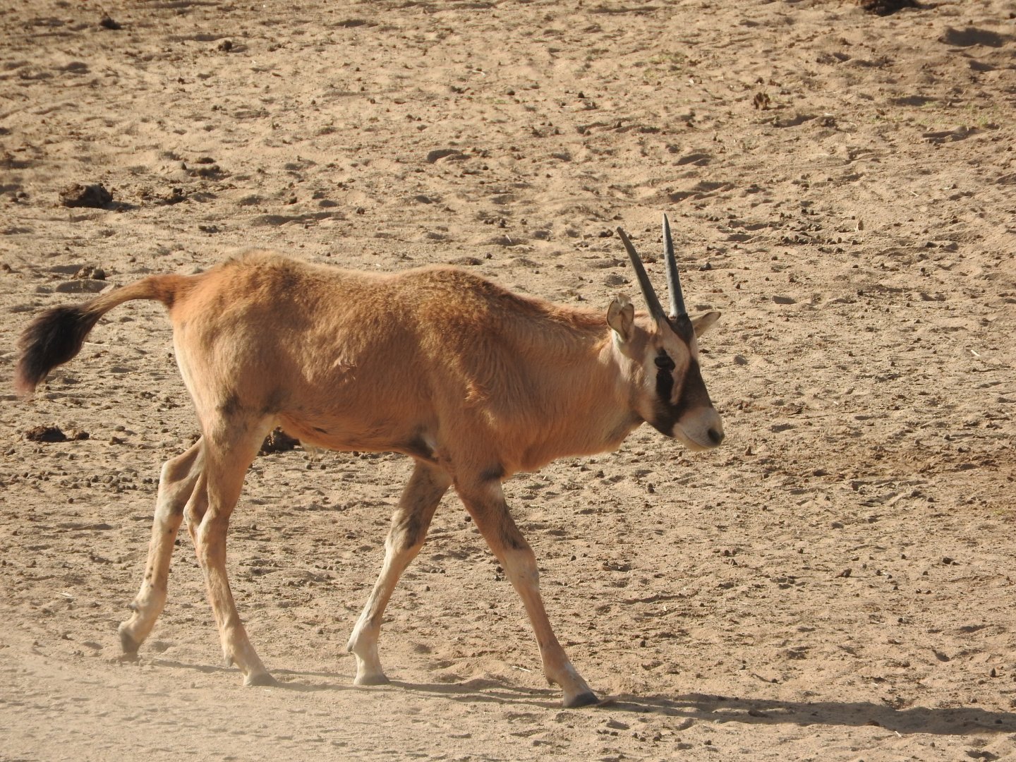 Gemsbok calf