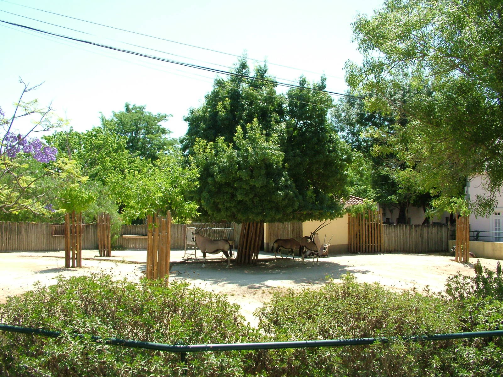 Gemsbok Exhibit at Lisbon Zoo, 24/05/11
