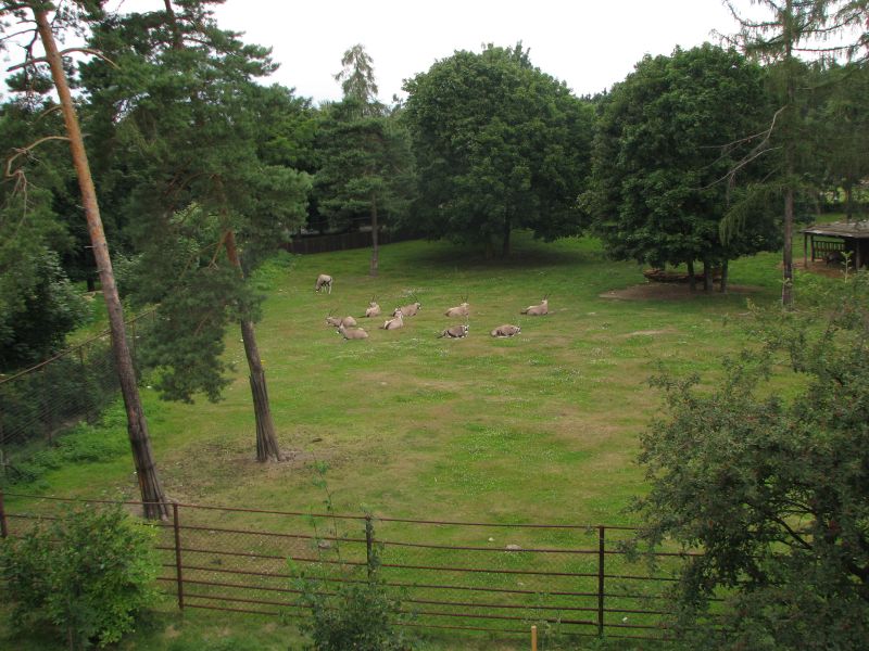 Gemsbok exhibit at zoo Olomouc