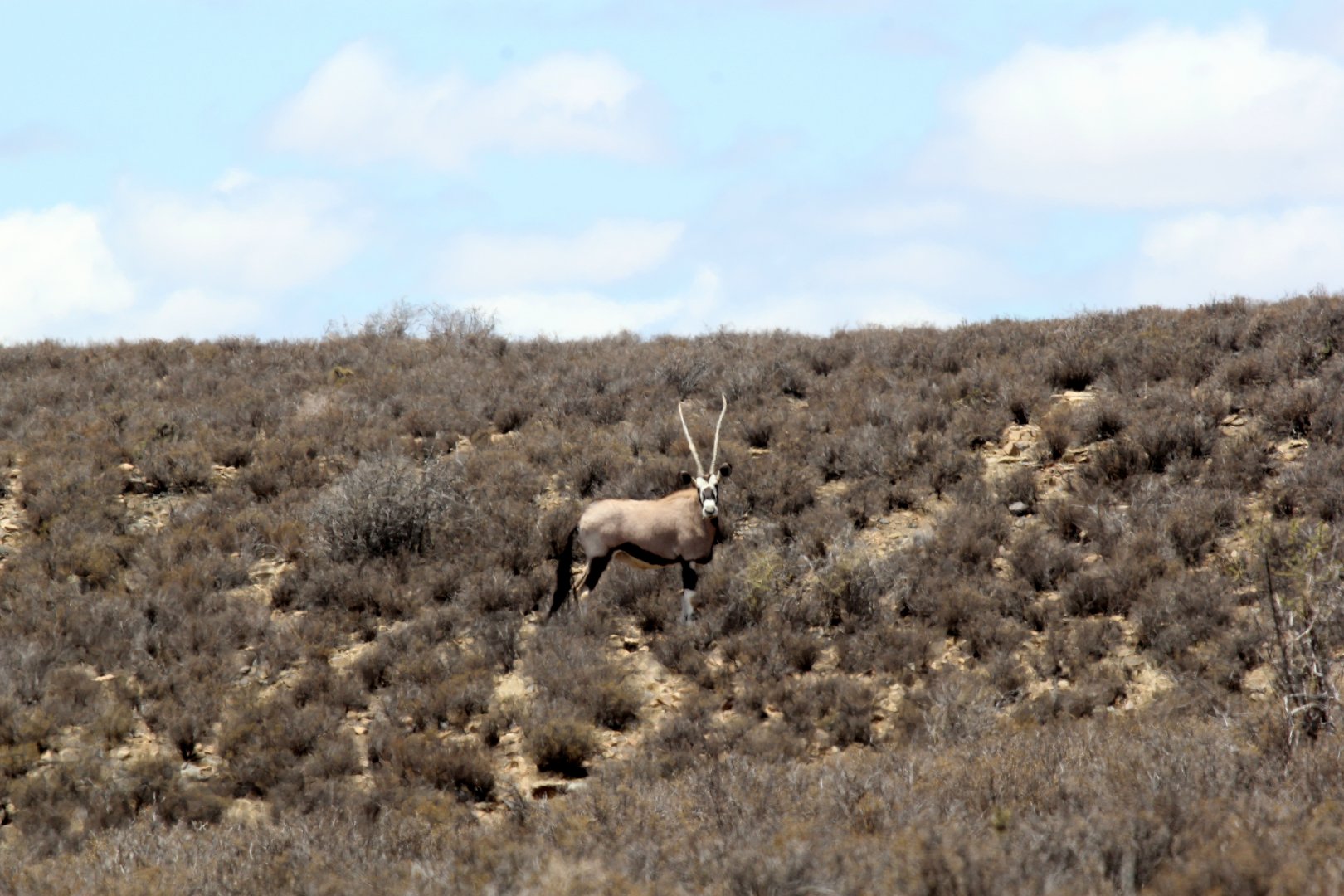 gemsbok, gemsbuck or South African oryx (Oryx gazella)