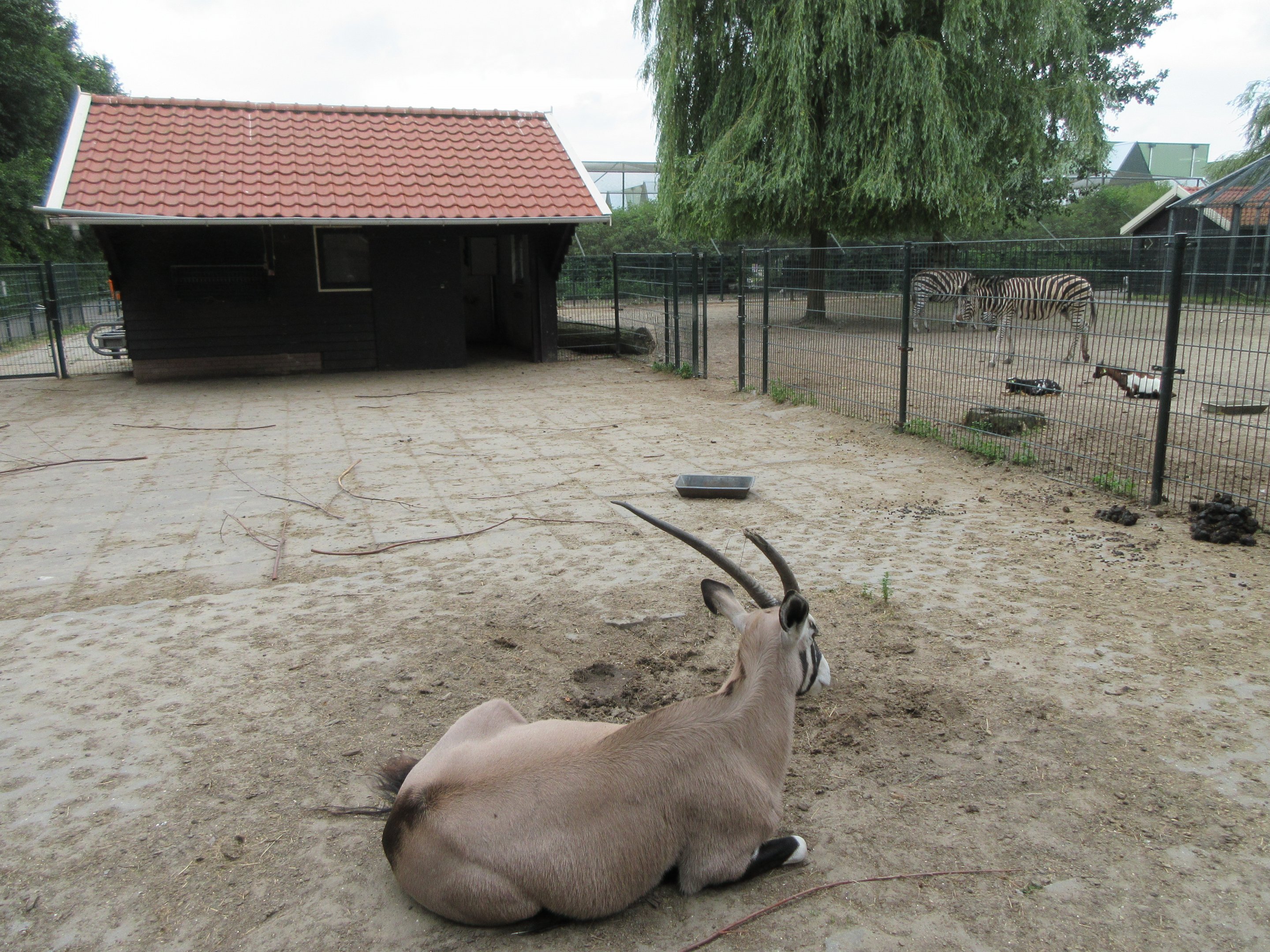 Gemsbok + Grant's Zebra Exhibits