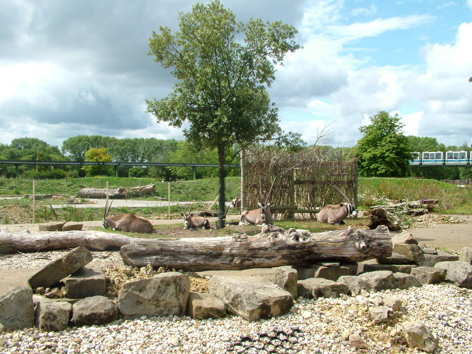 Gemsbok hardstanding at Chester 18/07/09