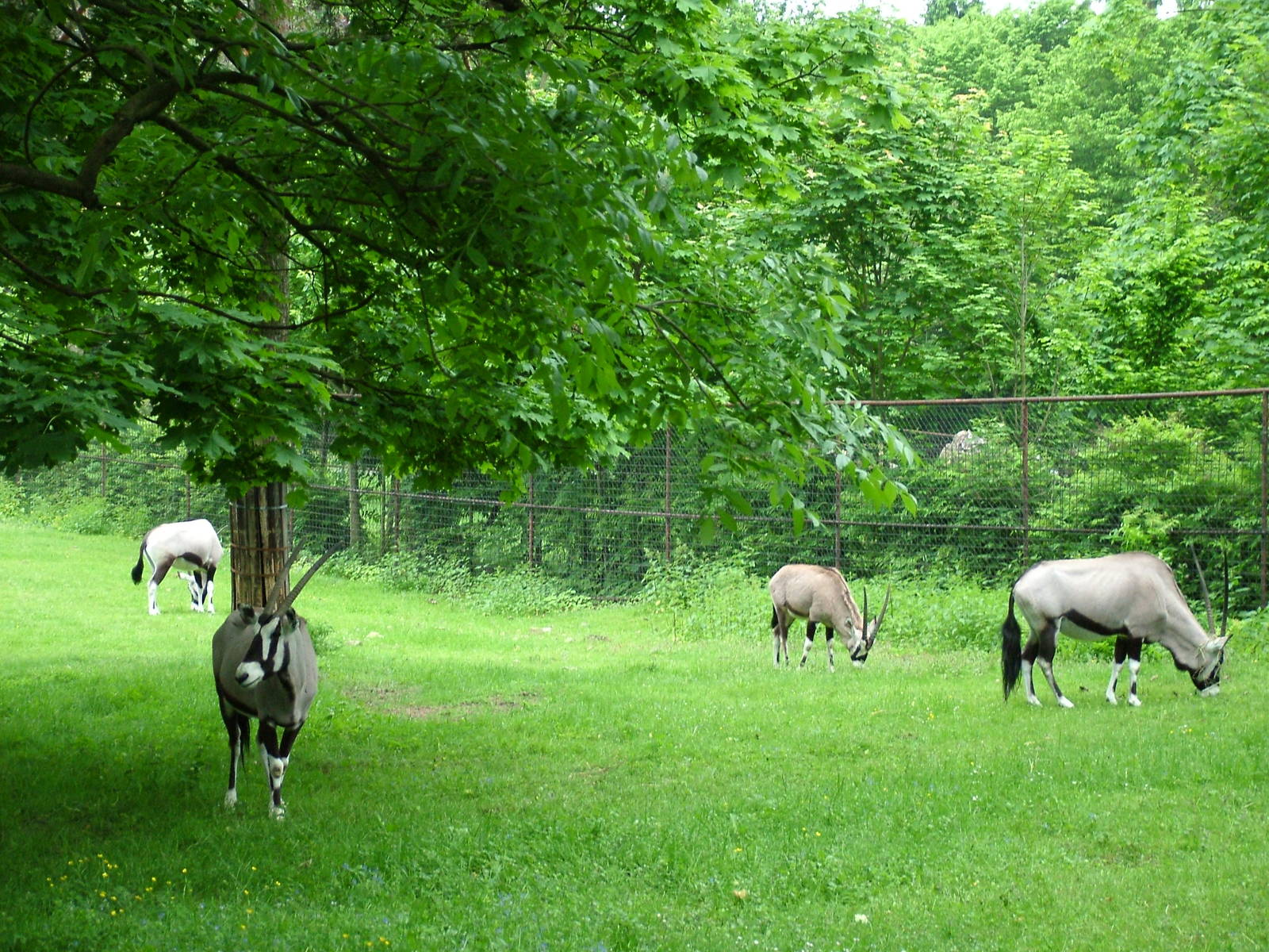 Gemsbok herd at Olomouc 30/05/09