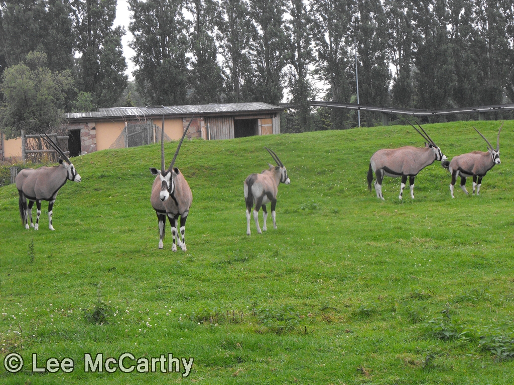 Gemsbok Herd