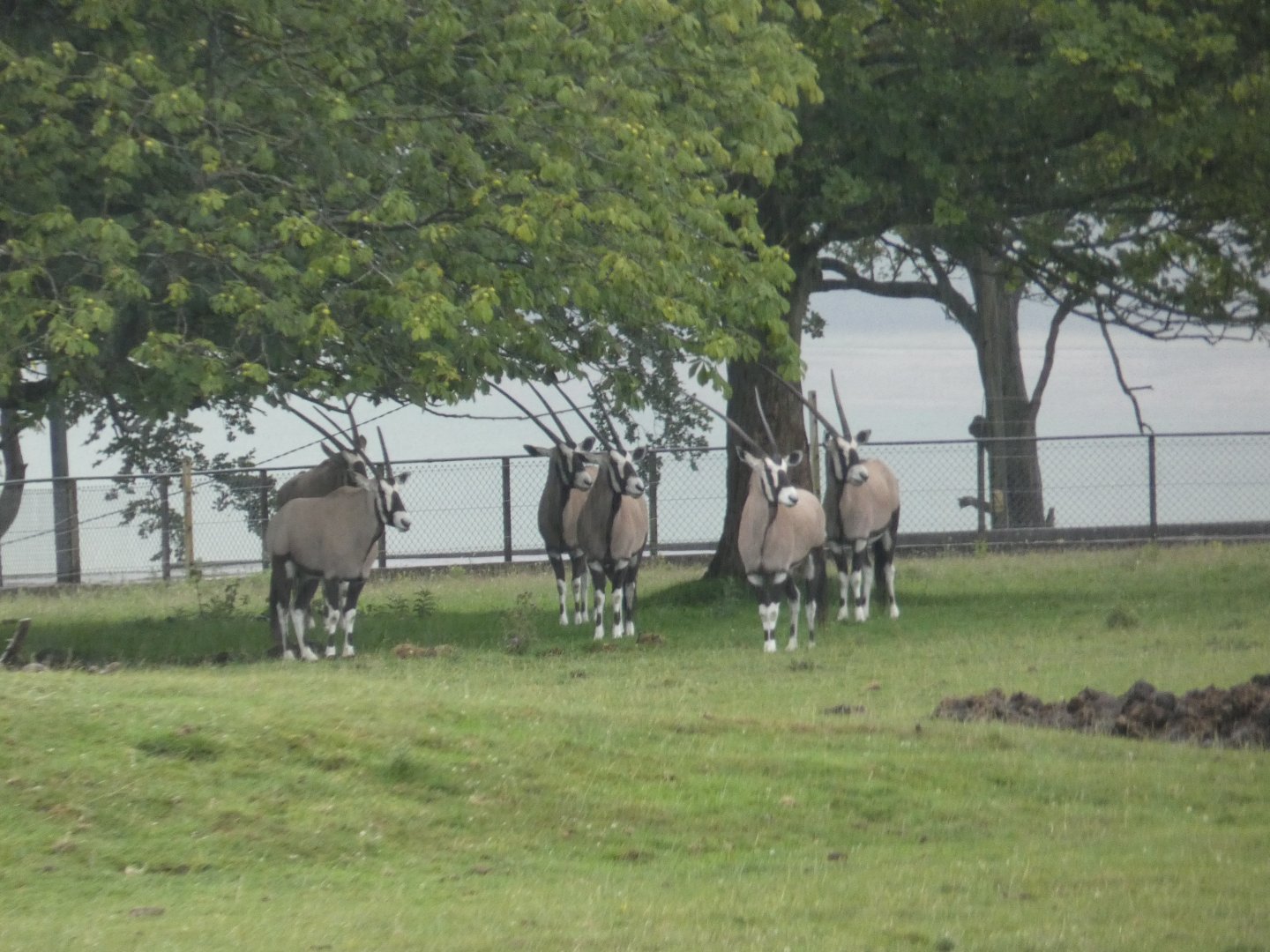 Gemsbok herd