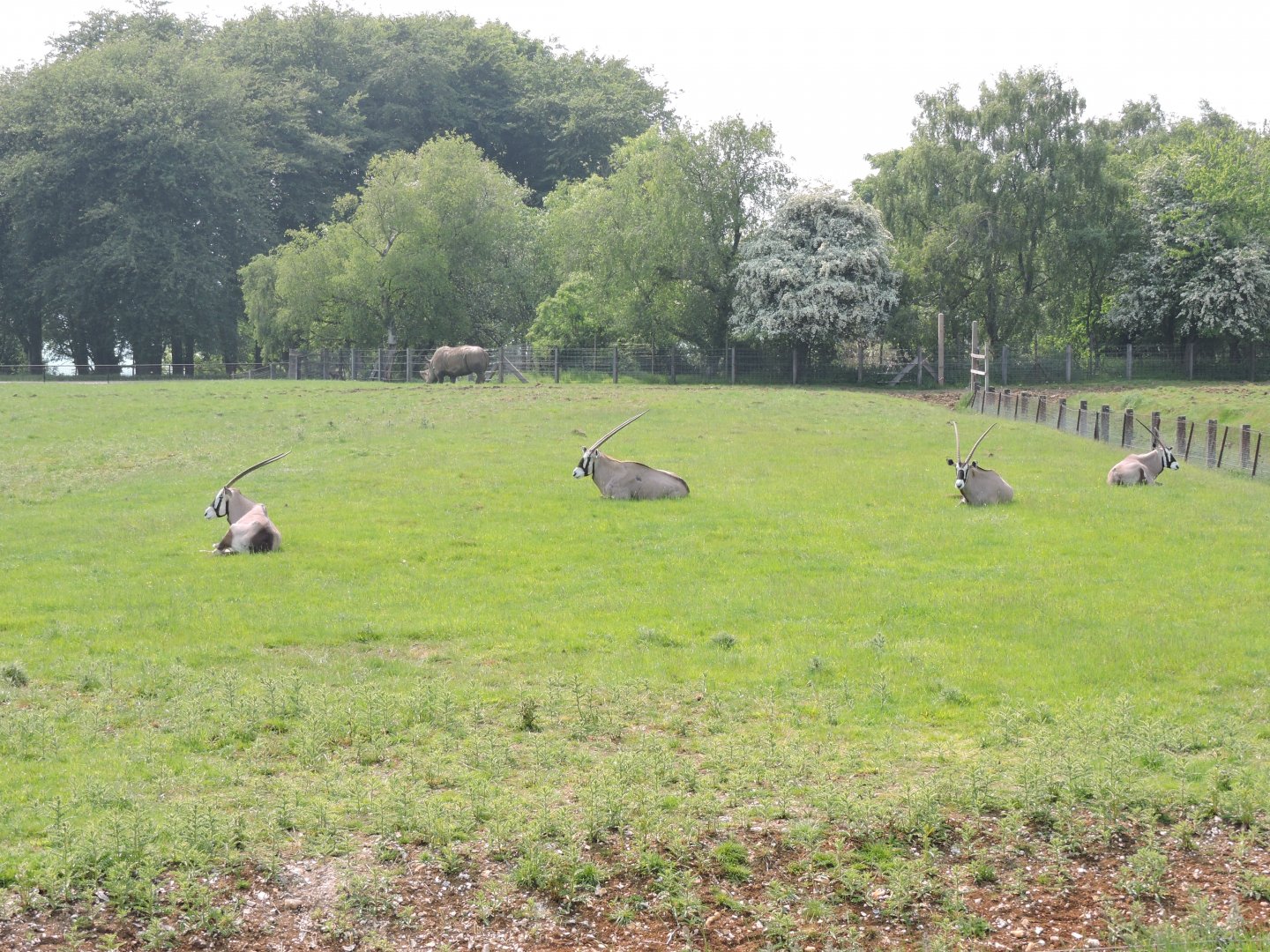 Gemsbok in White Rhino paddock