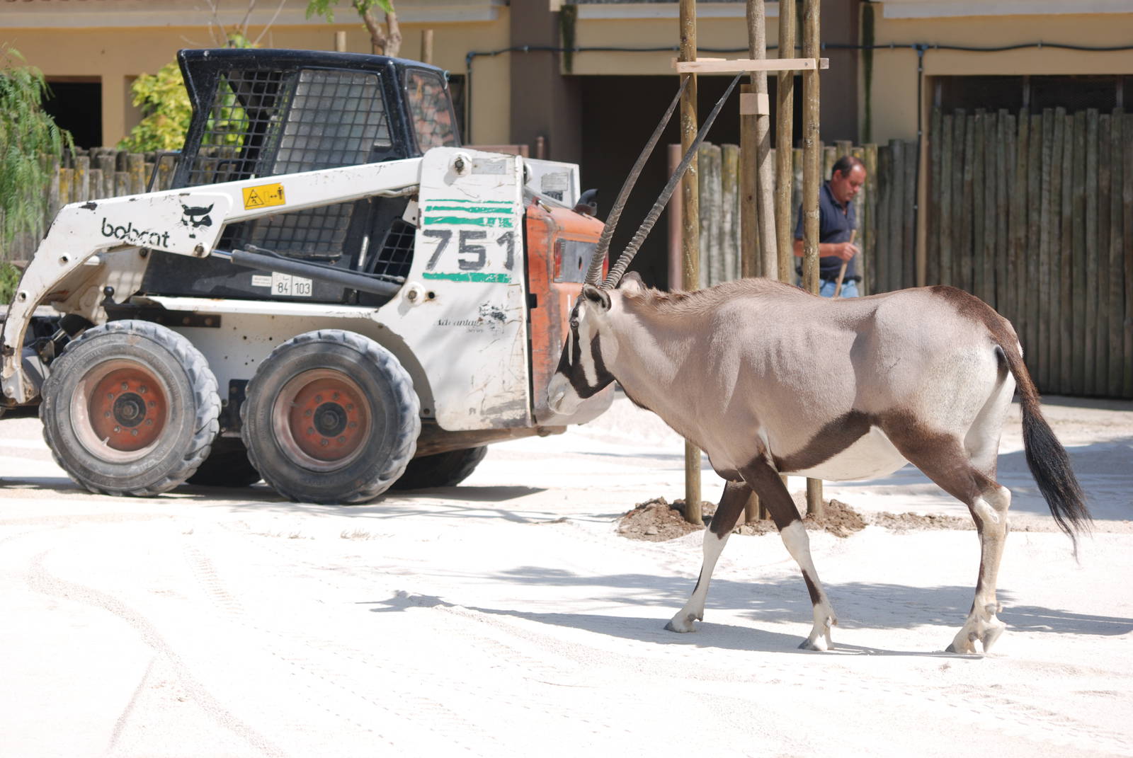 Gemsbok Inspecting Resurfacing Works at Lisbon Zoo, 24/05/11