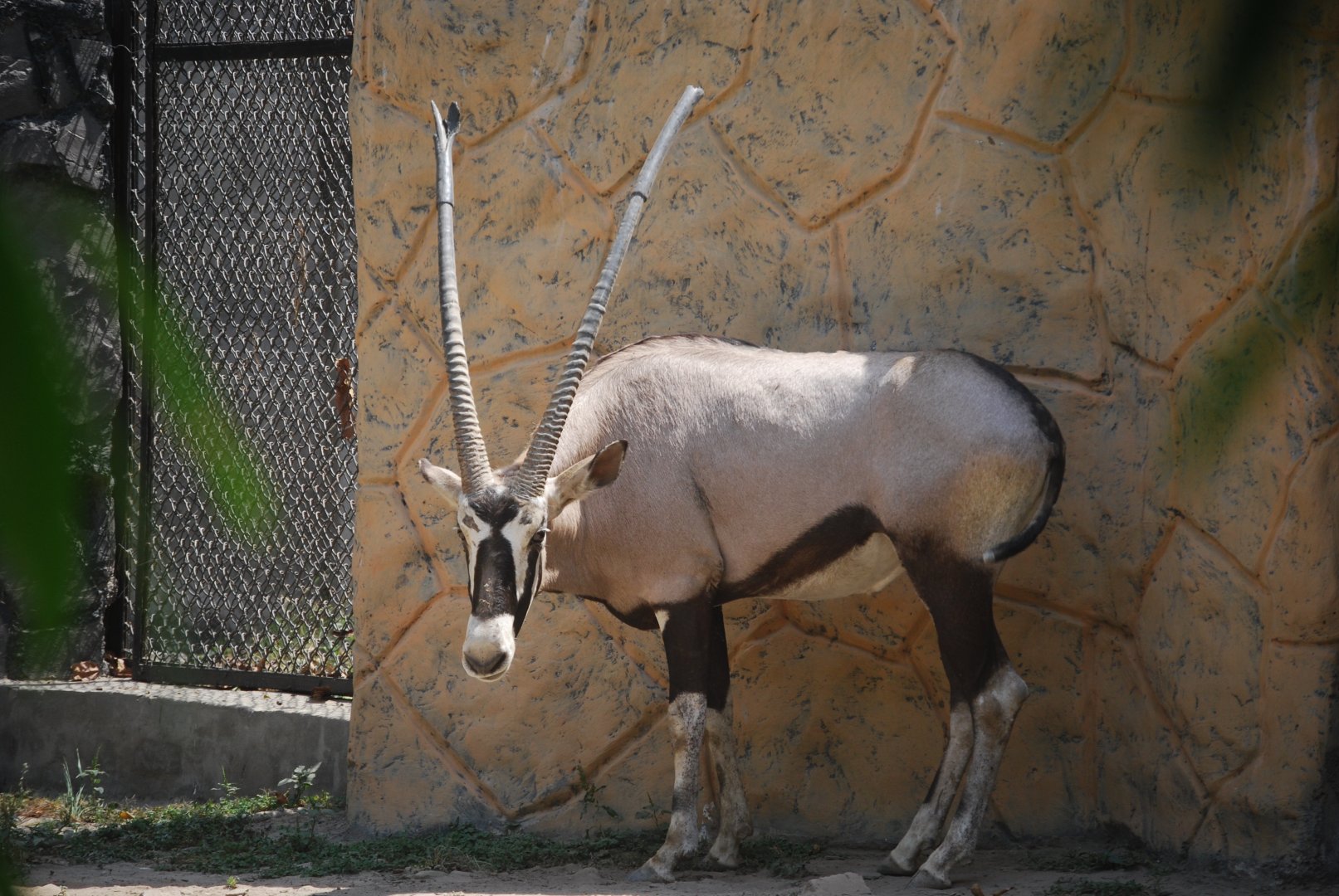 Gemsbok -  Lahore zoo 26/4/2025