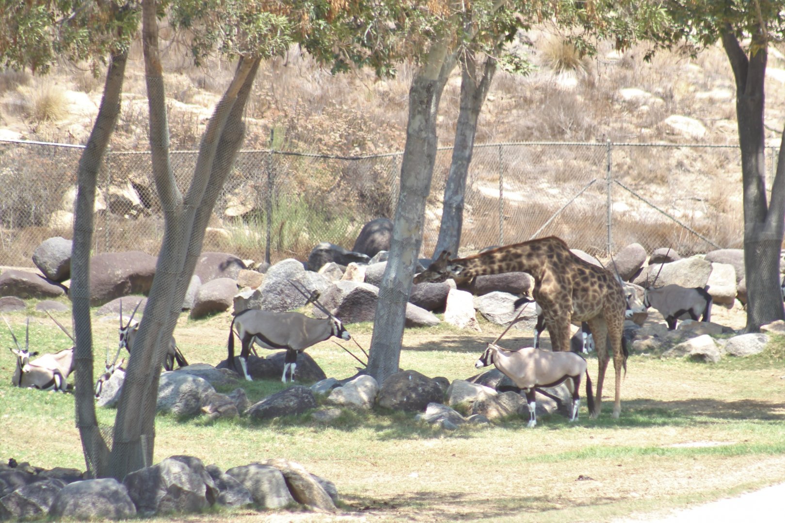 Gemsbok + Masai Giraffe