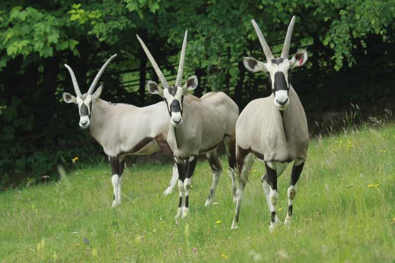 Gemsbok - new antelope species in Bojnice