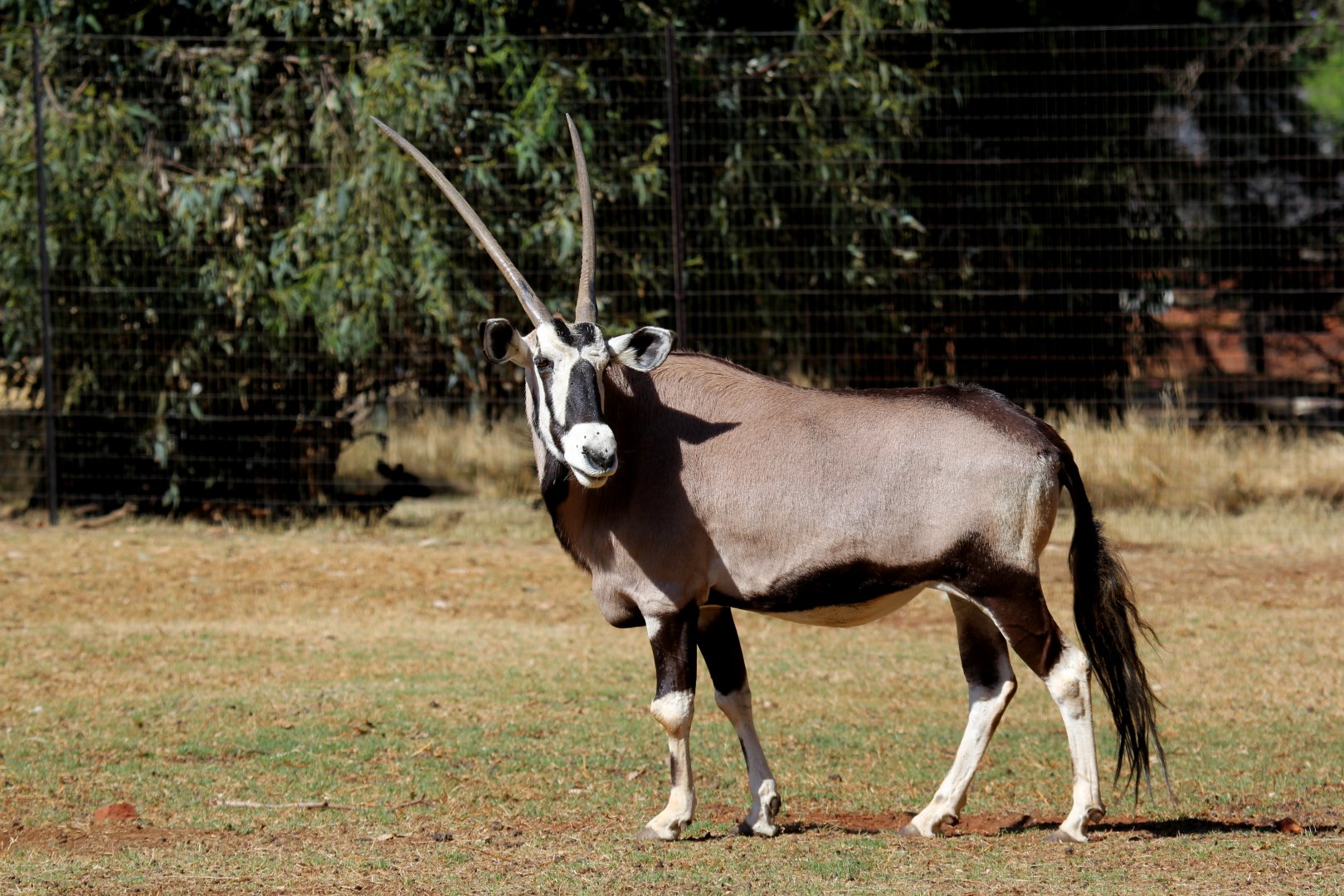 gemsbok or South African oryx (Oryx gazella)