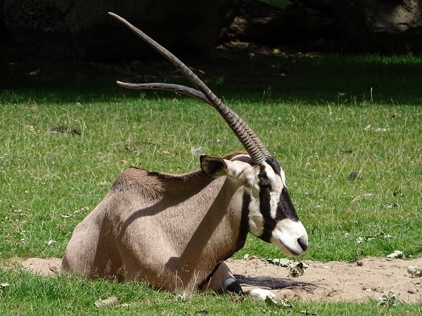 Gemsbok (Oryx gazella) (07/22)
