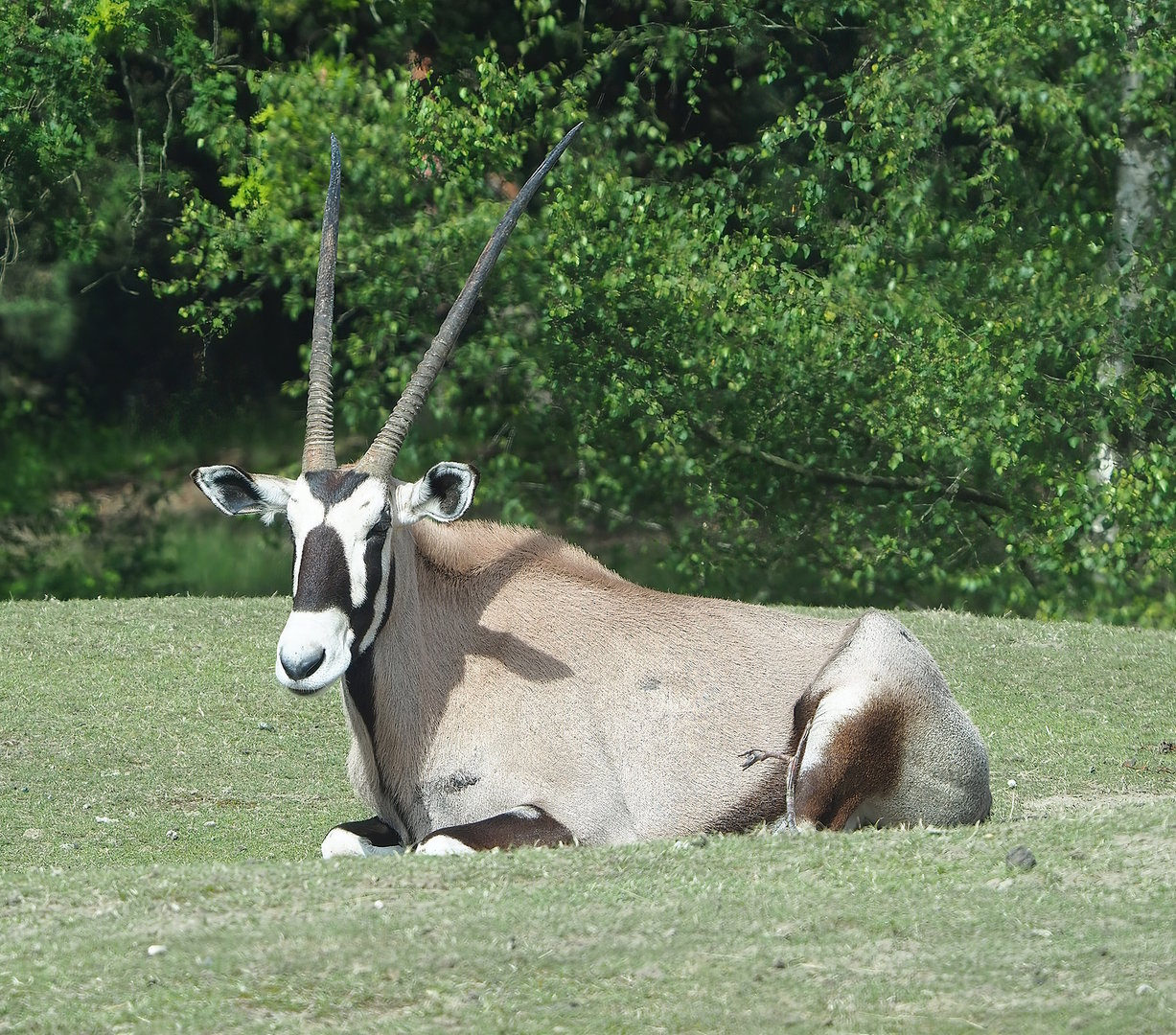 Gemsbok (Oryx gazella), 2022-06-12