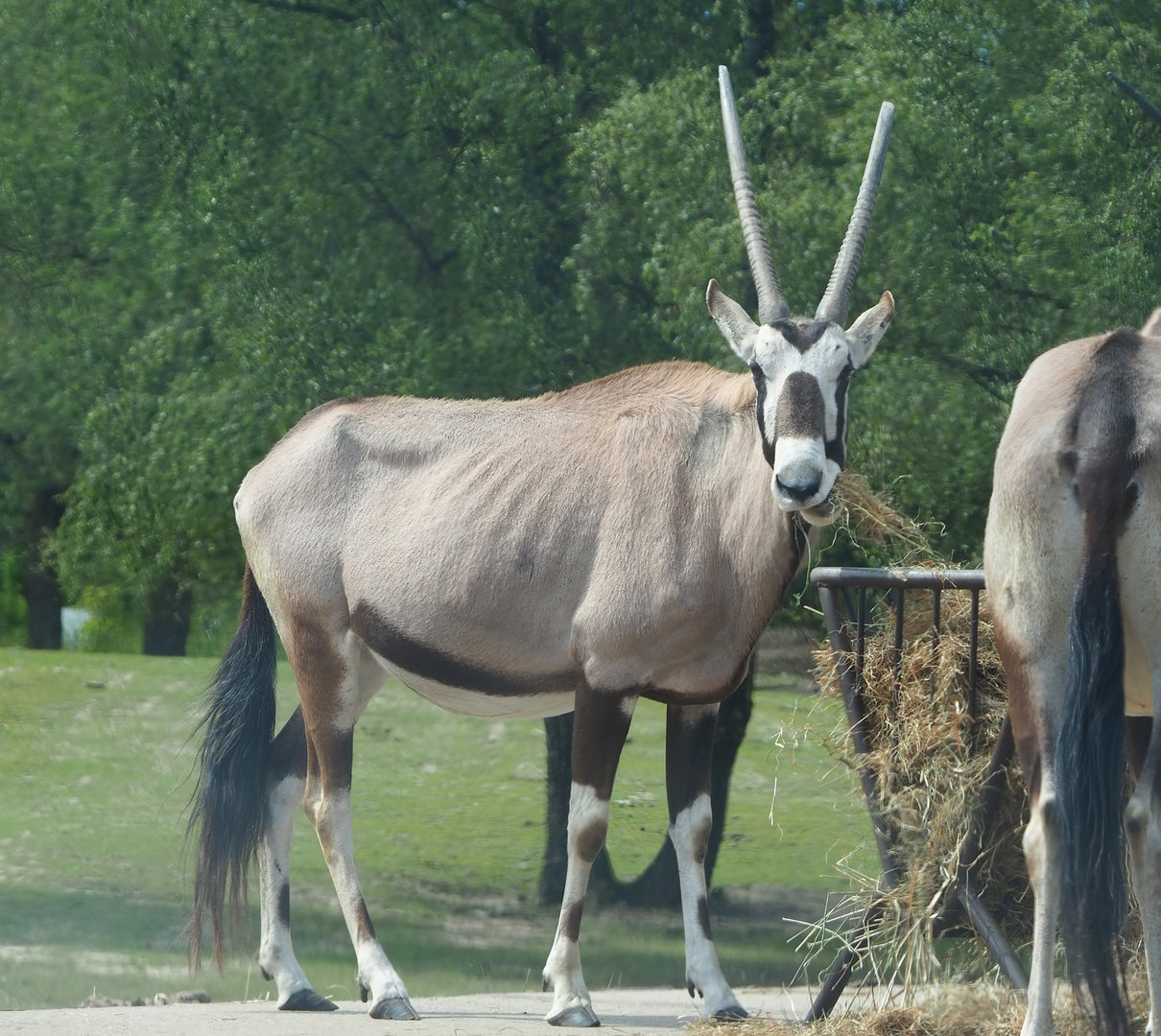 Gemsbok (Oryx gazella), 2022-06-12