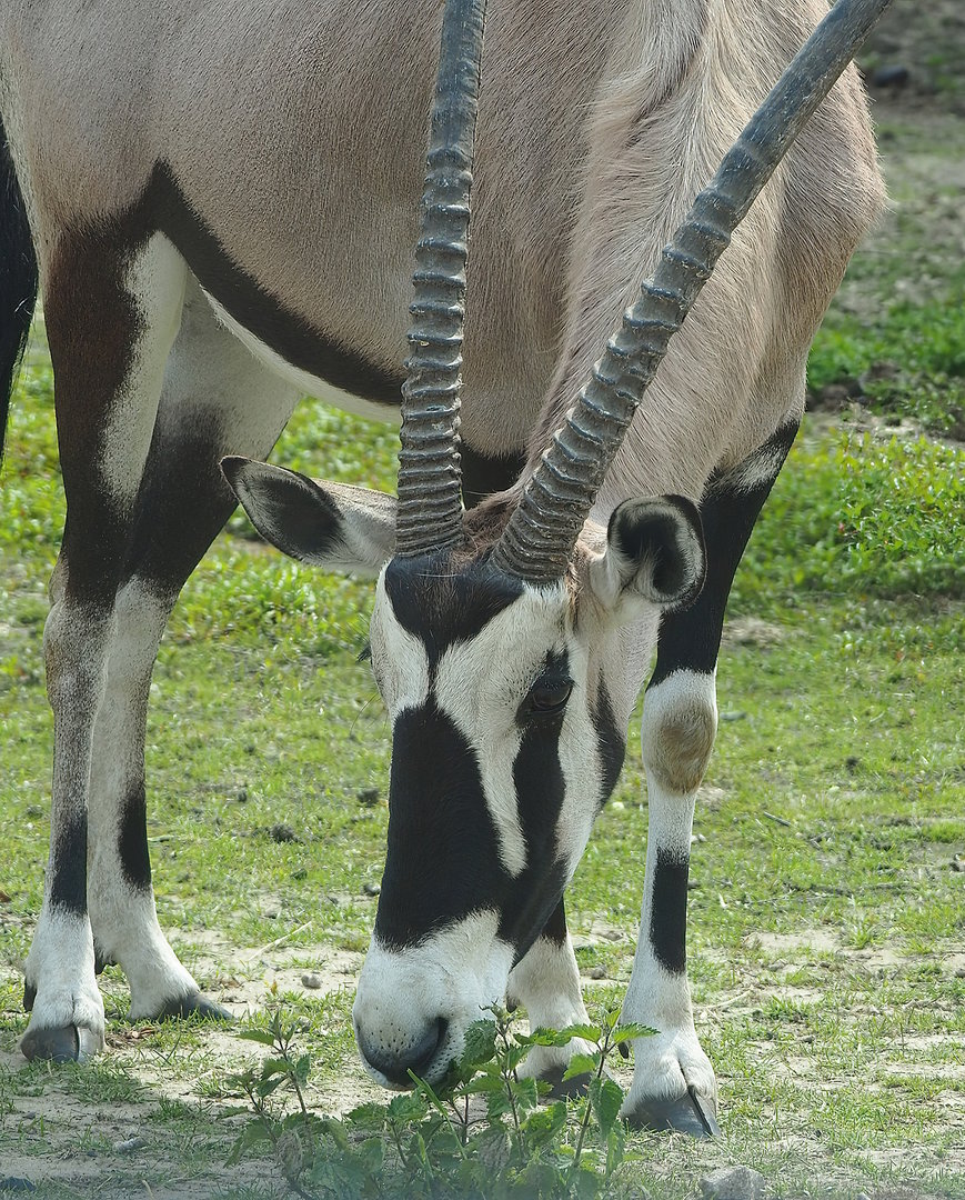 Gemsbok (Oryx gazella), 2022-06-12