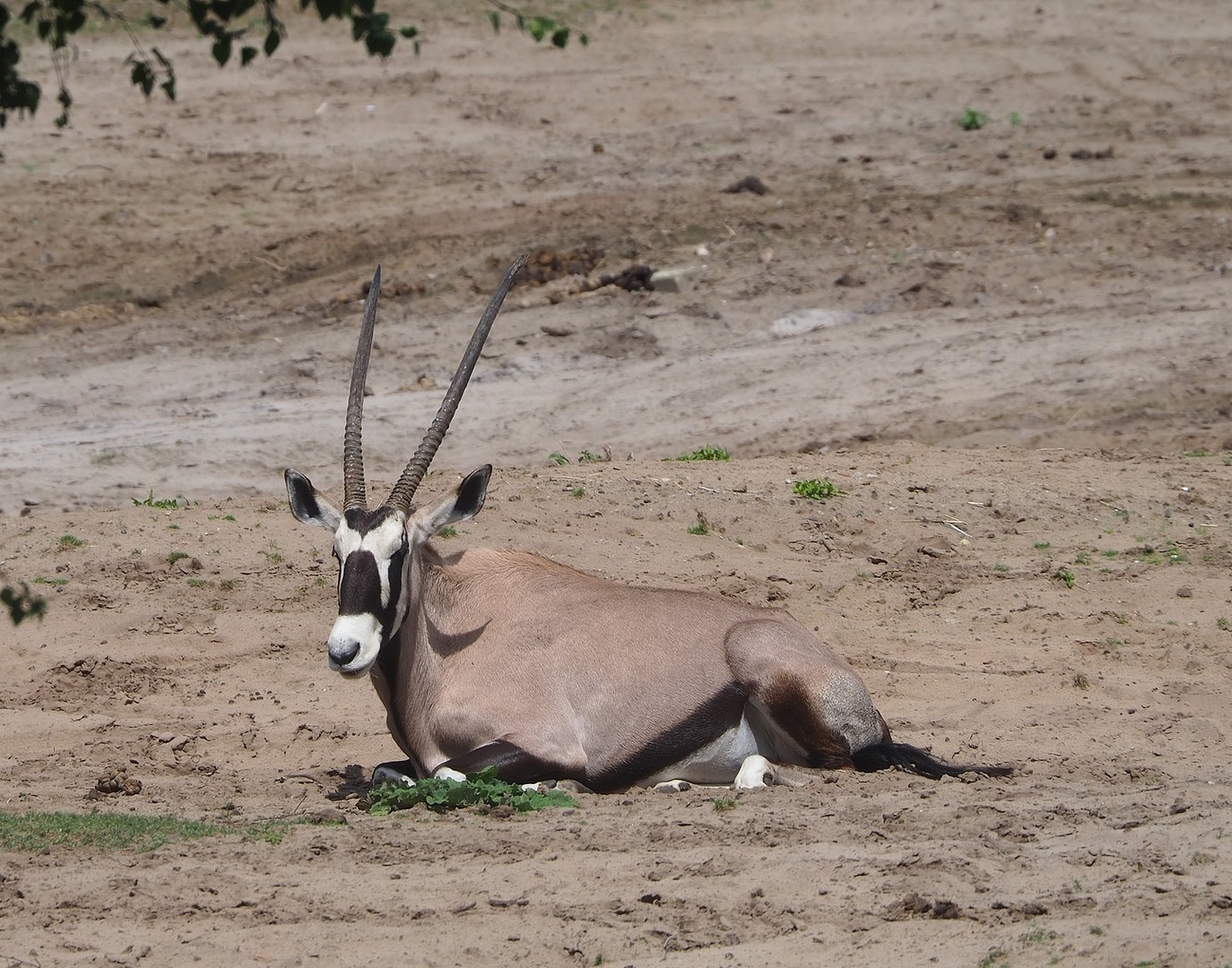 Gemsbok (Oryx gazella), 2022-06-12