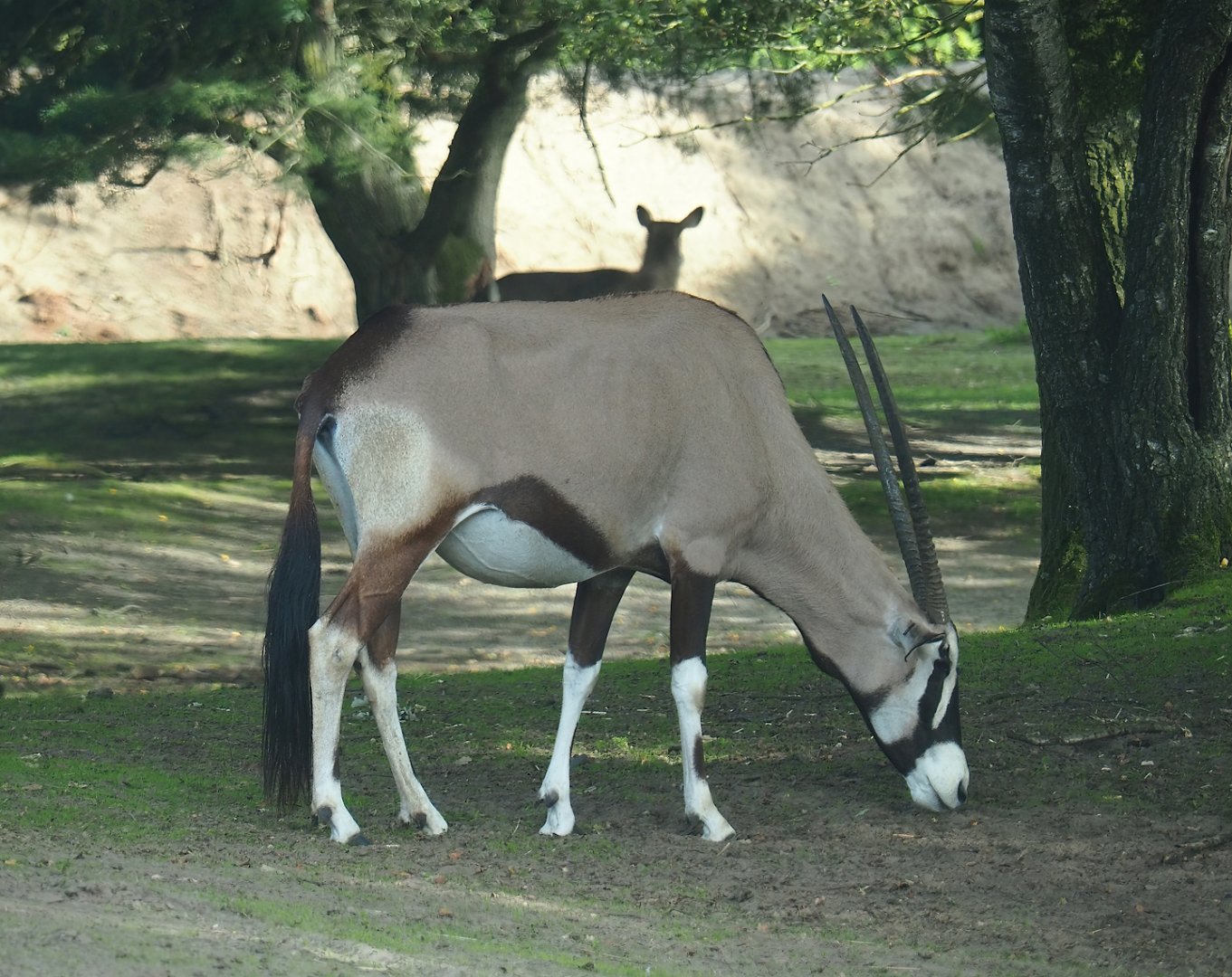 Gemsbok (Oryx gazella), 2023-08-15
