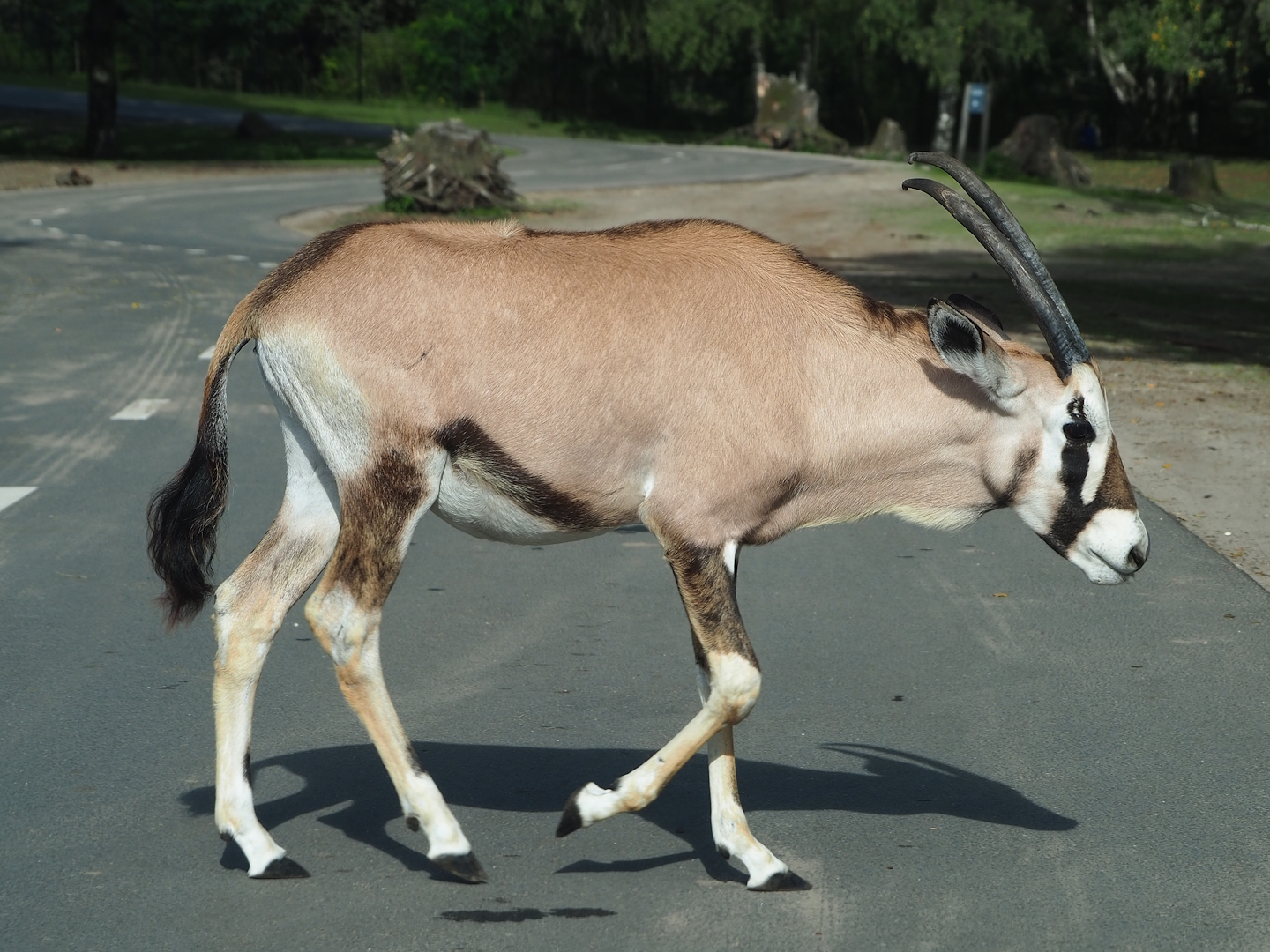 Gemsbok (Oryx gazella), 2023-08-15