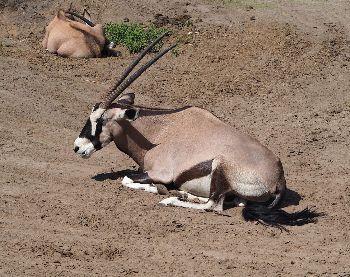 Gemsbok (Oryx gazella), 2023-08-15