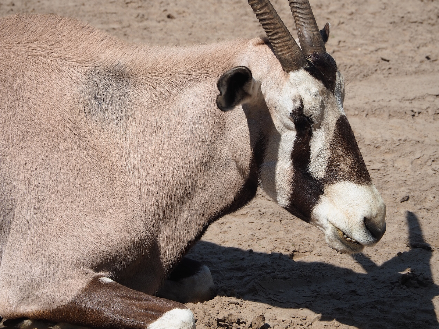 Gemsbok (Oryx gazella), 2023-08-15