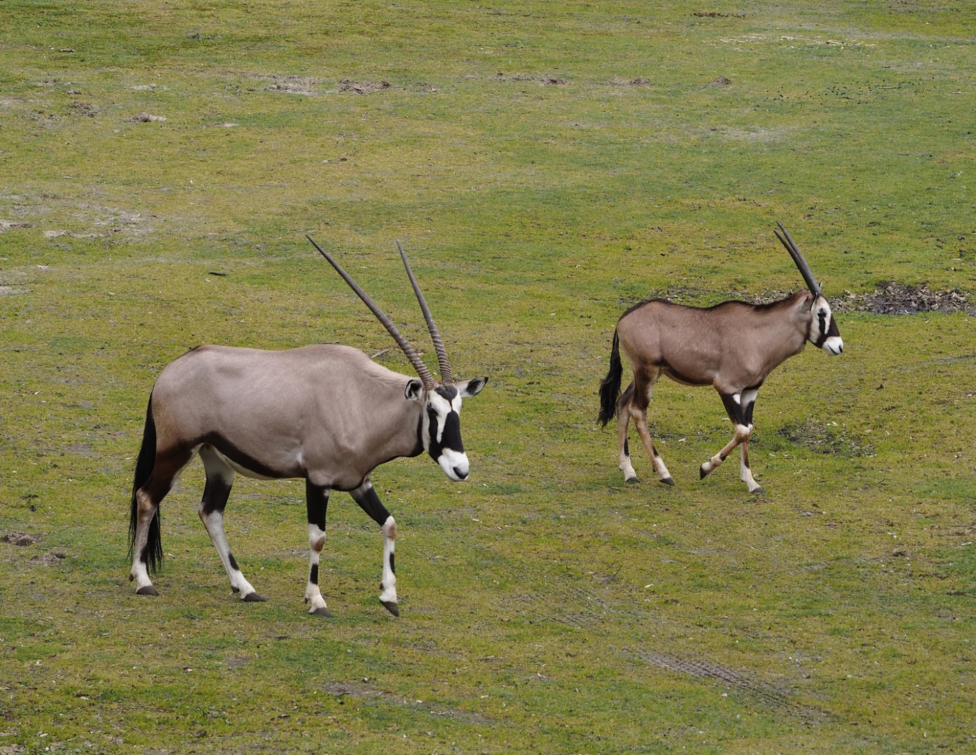 Gemsbok (Oryx gazella), 2024-04-06