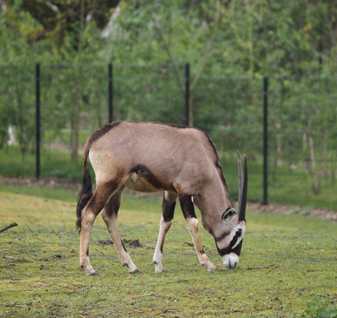 Gemsbok (Oryx gazella), 2024-04-06
